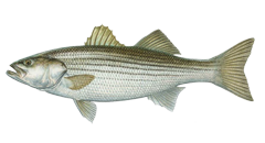 640x427-Bluefish-NOAAFisheries.png