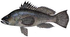 640x427-Black-Sea-Bass-NOAAFisheries.png