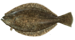 640x427-Flounder-Summer-NOAAFisheries.png
