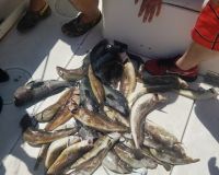 sandyhook fishing 111 20200406