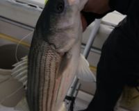sandyhook fishing 116 20200406