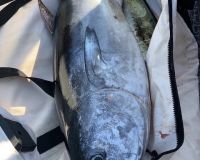 sandyhook fishing 120 20200406
