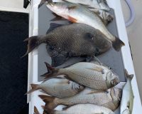 sandyhook fishing 125 20200406