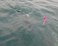 sandyhook fishing 27 20200406