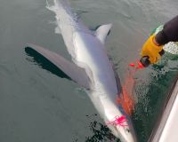 sandyhook fishing 28 20200406