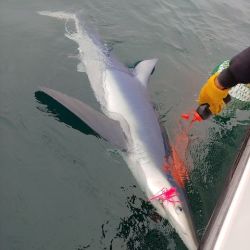 sandyhook fishing 28 20200406