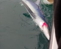 sandyhook fishing 29 20200406