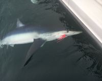 sandyhook fishing 31 20200406