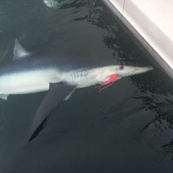 sandyhook fishing 31 20200406