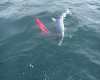 sandyhook fishing 35 20200406