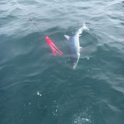 sandyhook fishing 35 20200406