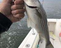 sandyhook fishing 61 20200406