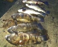 sandyhook fishing 68 20200406