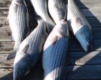sandyhook fishing 82 20200406