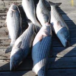 sandyhook fishing 82 20200406