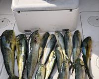 sandyhook fishing 9 20200406