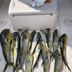 sandyhook fishing 9 20200406