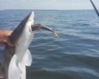 sandyhook fishing 95 20200406