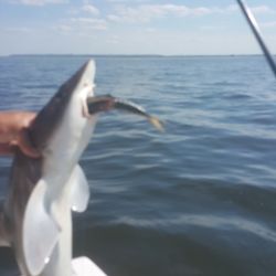 sandyhook fishing 95 20200406