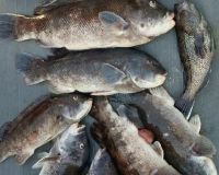 sandyhook fishing 99 20200406