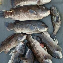 sandyhook fishing 99 20200406