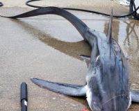 shark fishing 1 20200707