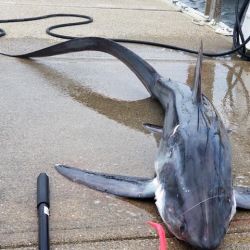 shark fishing 1 20200707