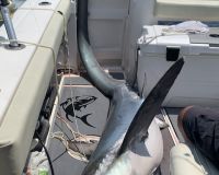 shark fishing 1 20200707