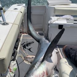 shark fishing 1 20200707